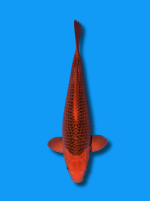 Aka Matsuba | Koi&Co.